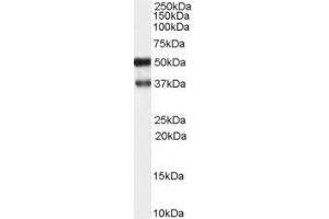 Image no. 1 for anti-Protein Kinase C and Casein Kinase Substrate in Neurons 1 (PACSIN1) (N-Term) antibody (ABIN374145) (PACSIN1 Antikörper  (N-Term))