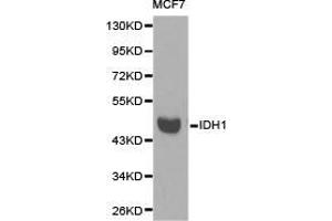 Western Blotting (WB) image for anti-Isocitrate Dehydrogenase 1 (NADP+), Soluble (IDH1) antibody (ABIN1873133)