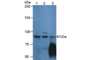 Figure. (P-Cadherin Antikörper  (AA 371-660))