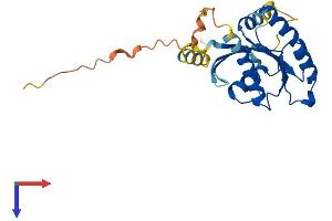 RASL11A Protein (AA 1-242) (His tag)