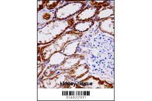 NDUFAB1 immunohistochemistry analysis in formalin fixed and paraffin embedded human kidney tissue followed by peroxidase conjugation of the secondary antibody and DAB staining. (NDUFAB1 Antikörper  (C-Term))