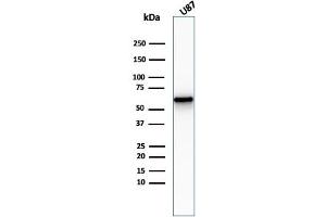 Western Blot Analysis of U87 cell lysate usingNGFR Rabbit Recombinant Monoclonal Antibody (NGFR/2550R). (Rekombinanter NGFR Antikörper  (AA 281-421))