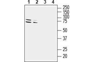 Western blot analysis of mouse (lanes 1 and 3) and rat (lanes 2 and 4) brain lysates: - 1,2. (GPR37 Antikörper  (Extracellular, N-Term))