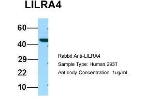 Host: Rabbit Target Name: LILRA4 Sample Type: 293T Antibody Dilution: 1. (LILRA4 Antikörper  (C-Term))