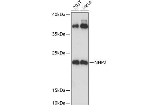 NHP2 Antikörper  (AA 1-153)