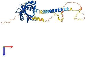 Protein Structure (PS) image for GULP, Engulfment Adaptor PTB Domain Containing 1 (GULP1) (AA 1-304) protein (His tag) (ABIN7548193)