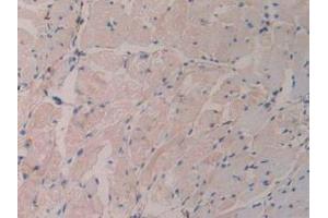 IHC-P analysis of Mouse Stomach Tissue, with DAB staining. (GDF15 Antikörper  (AA 193-296))