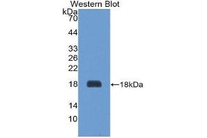 Western Blotting (WB) image for anti-Agouti Related Protein Homolog (Mouse) (AGRP) (AA 34-127) antibody (ABIN1174462) (AGRP Antikörper  (AA 34-127))