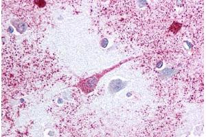 Anti-PTGER3 / EP3 antibody  ABIN1049255 IHC staining of human brain, cortex. (PTGER3 Antikörper  (Cytoplasmic Domain))