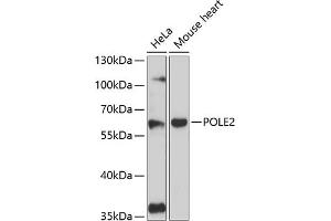 Western blot analysis of extracts of various cell lines, using POLE2 antibody (ABIN6129081, ABIN6145886, ABIN6145887 and ABIN6216616) at 1:3000 dilution. (POLE2 Antikörper  (AA 1-290))