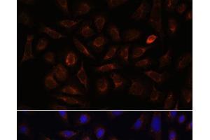 Immunofluorescence (IF) image for anti-Neuropilin 1 (NRP1) antibody (ABIN7259328)