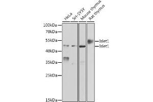 Western blot analysis of extracts of various cell lines, using Islet1 antibody (ABIN6131805, ABIN6142549, ABIN6142550 and ABIN6222006) at 1:500 dilution. (ISL1 Antikörper  (AA 1-349))