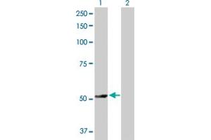 Western Blot analysis of TRAF4 expression in transfected 293T cell line by TRAF4 MaxPab polyclonal antibody.