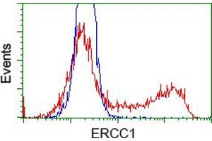 HEK293T cells transfected with either pCMV6-ENTRY ERCC1 (RC200478) (Red) or empty vector control plasmid (Blue) were immunostained with anti-ERCC1 mouse monoclonal (ABIN2453006), and then analyzed by flow cytometry. (ERCC1 Antikörper)