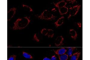 Confocal immunofluorescence analysis of U2OS cells using TUFM Polyclonal Antibody at dilution of 1:100. (TUFM Antikörper)