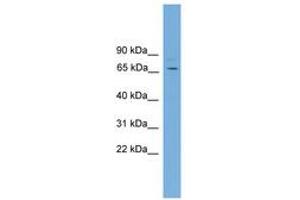 Image no. 1 for anti-Sorting Nexin 18 (SNX18) (AA 492-541) antibody (ABIN6745525) (SNX18 Antikörper  (AA 492-541))