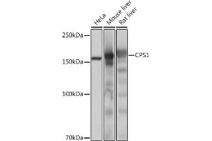 Western blot analysis of extracts of various cell lines, using CPS1 Rabbit mAb (ABIN7266063) at 1:1000 dilution. (CPS1 Antikörper)