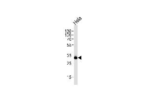 Western blot analysis of lysate from HeLa cell line, using RPS6 Antibody (Ser240/244) (ABIN654233 and ABIN2844066). (RPS6 Antikörper  (Ser240, Ser244))