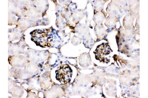 Apolipoprotein A I was detected in paraffin-embedded sections of mouse kidney tissues using rabbit anti- Apolipoprotein A I Antigen Affinity purified polyclonal antibody at 1 μg/mL. (APOA1 Antikörper  (AA 25-264))