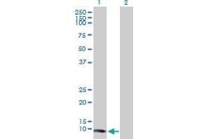 Western Blot analysis of TCL1A expression in transfected 293T cell line by TCL1A MaxPab polyclonal antibody. (TCL1A Antikörper  (AA 1-114))