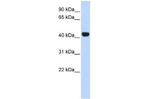 EGLN2 antibody used at 0. (PHD1 Antikörper  (Middle Region))