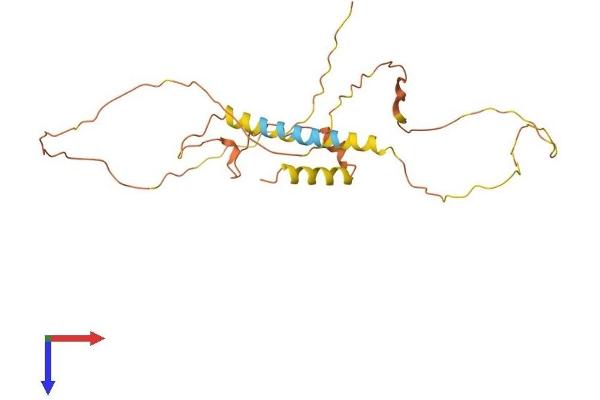 MDFI Protein (AA 1-246) (His tag)