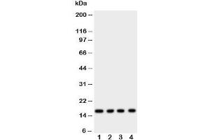 Western blot testing of Myoglobin antibody and rat samples 1: skeletal muscle;  2: heart;  3: liver;  4: intestine tissue lysate. (Myoglobin Antikörper  (AA 138-154))