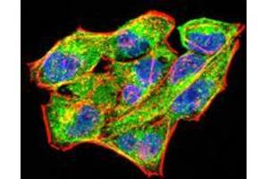 Immunofluorescence (IF) image for anti-Rab11 Family-Interacting Protein 1 (RAB11FIP1) (AA 130-271) antibody (ABIN5542531)