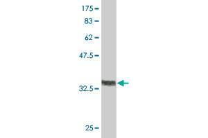 Western Blot detection against Immunogen (36. (RUNX2 Antikörper  (AA 251-350))