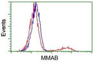 HEK293T cells transfected with either RC204290 overexpress plasmid (Red) or empty vector control plasmid (Blue) were immunostained by anti-MMAB antibody (ABIN2454109), and then analyzed by flow cytometry. (MMAB Antikörper)