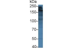 Detection of LAMa4 in Mouse Lung lysate using Polyclonal Antibody to Laminin Alpha 4 (LAMa4) (LAMa4 Antikörper  (AA 457-630))