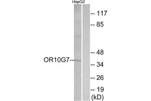 Western Blotting (WB) image for anti-Olfactory Receptor, Family 10, Subfamily G, Member 7 (OR10G7) (C-Term) antibody (ABIN1853378) (OR10G7 Antikörper  (C-Term))