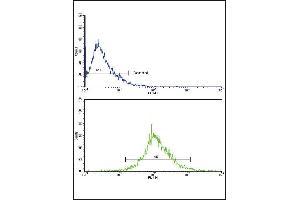 Flow cytometric analysis of HepG2 cells using CATB Antibody (Center)(bottom histogram) compared to a negative control cell (top histogram). (Tyrosinase-Related Protein 1 Antikörper  (AA 198-227))