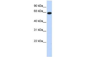 WB Suggested Anti-C1orf2 Antibody Titration:  0. (FAM189B Antikörper  (N-Term))