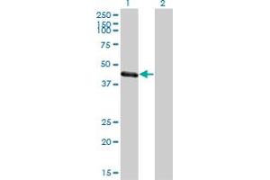 Western Blot analysis of TRIM63 expression in transfected 293T cell line by TRIM63 monoclonal antibody (M01), clone 6G6.