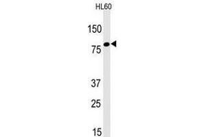 Image no. 1 for anti-Leo1, Paf1/RNA Polymerase II Complex Component, Homolog (S. Cerevisiae) (LEO1) (N-Term) antibody (ABIN357340) (LEO1 Antikörper  (N-Term))