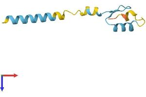 ZNF706 Protein (AA 1-76) (Fc Tag)