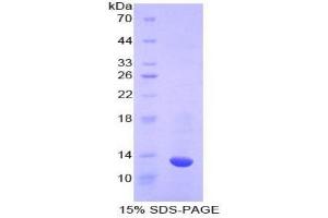 SDS-PAGE analysis of Cow Caspase 6 Protein. (Caspase 6 Protein)