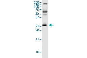 IL23A monoclonal antibody (M01), clone 4C8. (IL23A Antikörper  (AA 1-189))