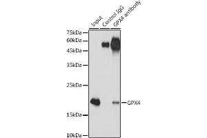 Immunoprecipitation analysis of 300 μg extracts of Jurkat cells using 3 μg GPX4 antibody (ABIN7267436).