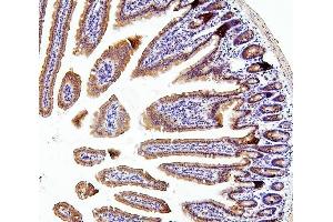 IHC analysis of TXN2 using anti-TXN2 antibody (ABIN7602150). (TXN2 Antikörper  (AA 60-166))