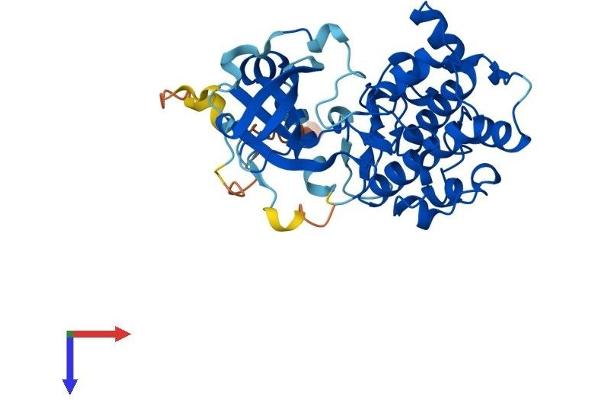 SGK2 Protein (AA 1-367) (His tag)