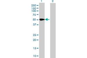 Western Blot analysis of MAPK8 expression in transfected 293T cell line by MAPK8 MaxPab polyclonal antibody.