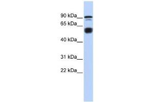 BCL11A antibody used at 0.