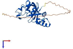 THYN1 Protein (AA 1-226) (His tag)
