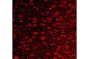 Immunofluorescence of paraffin embedded mouse corpus striatum using VIRL2 (ABIN7076206) at dilution of 1: 700 (400x lens) (VN1R2 Antikörper)