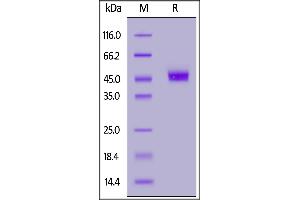 Human CD3 gamma, Fc Tag on  under reducing (R) condition. (CD3G Protein (AA 23-116) (Fc Tag))