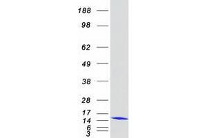 Validation with Western Blot