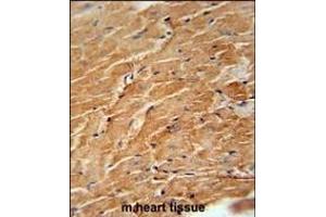 CCL21 Antibody (Center) (ABIN654093 and ABIN2843979) immunohistochemistry analysis in formalin fixed and paraffin embedded mouse heart tissue followed by peroxidase conjugation of the secondary antibody and DAB staining. (CCL21 Antikörper  (AA 23-52))