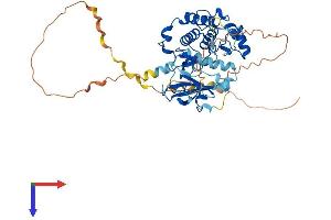 RPS6KB2 Protein (AA 1-485) (His tag)